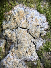 Herpothallon rubroechinatum