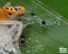 Poecilothomisus speciosus