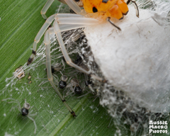 Poecilothomisus speciosus