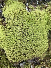 Bartramia pomiformis