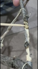 Coleoptera