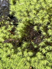 Bartramia pomiformis