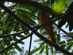 Pericrocotus cinnamomeus