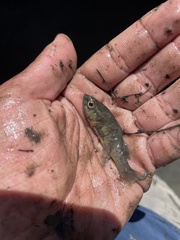 Nannoperca australis