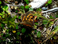 Lycaena boldenarum