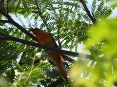 Pericrocotus cinnamomeus