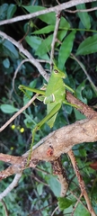Staleochlora trilineata