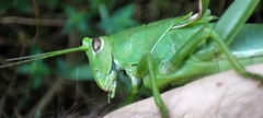 Staleochlora trilineata