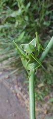 Staleochlora trilineata