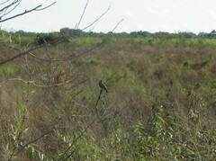 Rostrhamus sociabilis