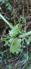 Staleochlora trilineata