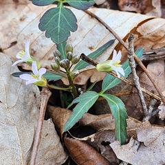 Cardamine concatenata