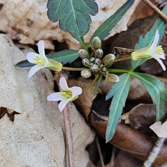 Cardamine concatenata