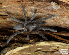Selenocosmiinae