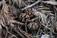 Sequoia sempervirens
