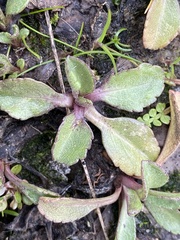 Micranthes integrifolia