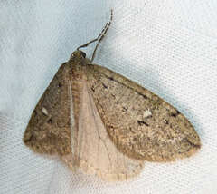 Paleacrita merriccata