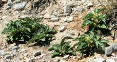 Asclepias nyctaginifolia