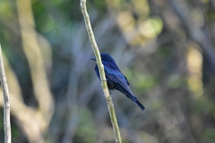 Dicrurus macrocercus harterti