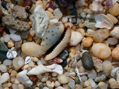 Purpuradusta gracilis