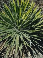 Yucca filifera
