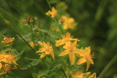 Hypericum maculatum