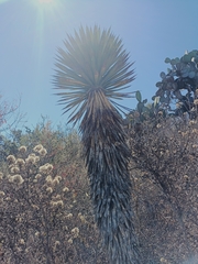 Yucca filifera