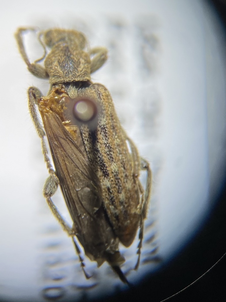 Retocomus wildii