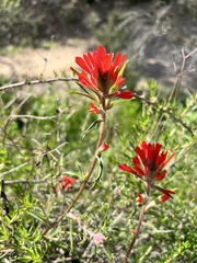 Castilleja affinis affinis