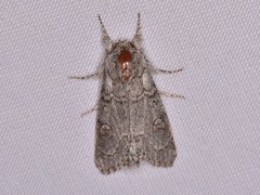 Acronicta tota