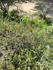 Castilleja affinis affinis