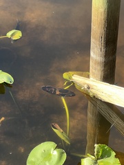 Astronotus ocellatus
