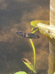 Astronotus ocellatus