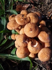 Desarmillaria caespitosa image