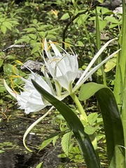 Hymenocallis occidentalis
