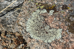 Xanthoparmelia cumberlandia