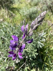 Lupinus albifrons