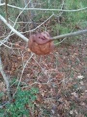 Disholcaspis spongiosa