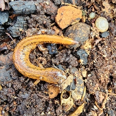 Plethodon dorsalis