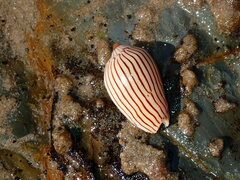 Amoria zebra