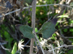 Brickellia coulteri