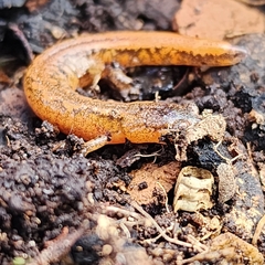 Plethodon dorsalis