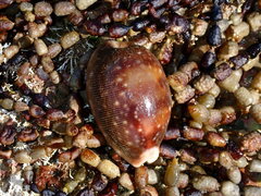 Lyncina vitellus