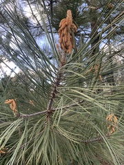 Pinus torreyana