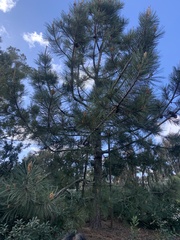 Pinus torreyana