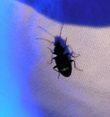Agonum punctiforme