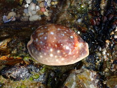 Lyncina vitellus