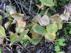 Acourtia nana