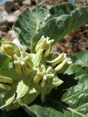 Asclepias nyctaginifolia