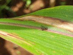 Condylostylus longicornis